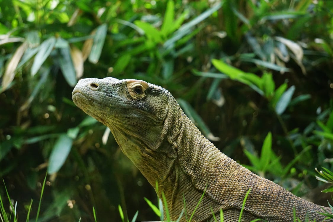 Jelajahi Keindahan dan Keunikan Pulau Komodo di Labuan Bajo